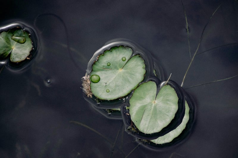 Lotus flower image